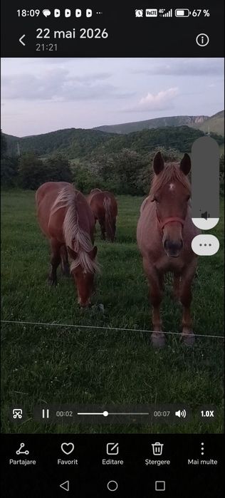 Vând mânză de doi ani