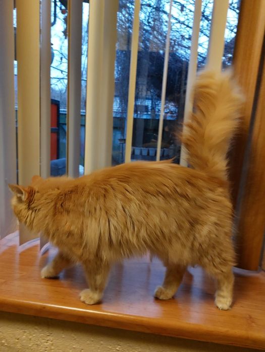 Отдам кошку ч хорошие руки.