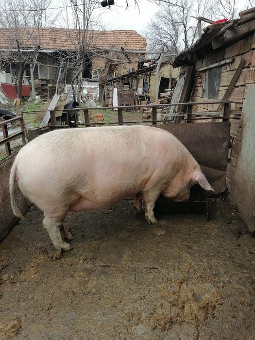 Продавам бременна свиня