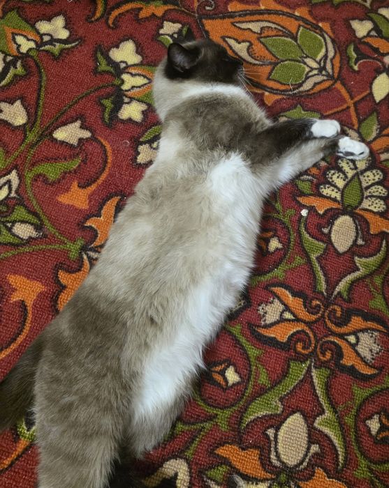 Очаровательный Барри к 10  месяцев