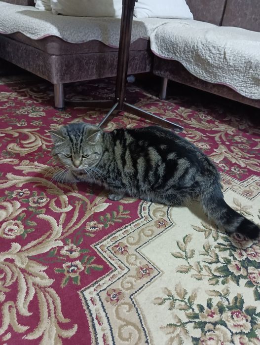 Продам кота Манчкин