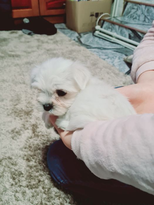 Pui Bichon Maltez