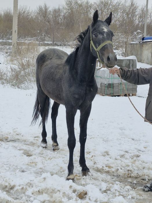 Продам молодова жеребца