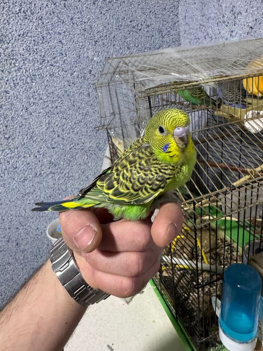 Попугай волнистый