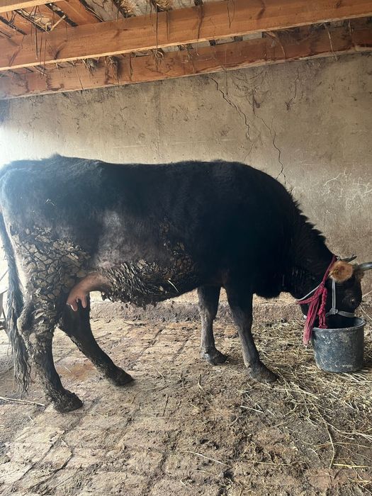 Семіз сиыр сатылады