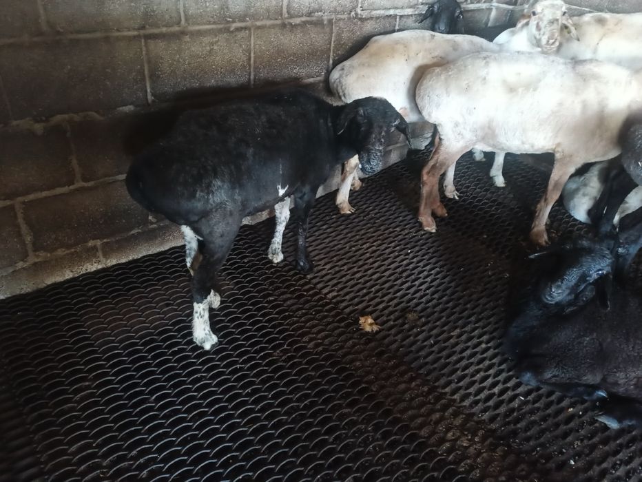 Продаются бараны жирные