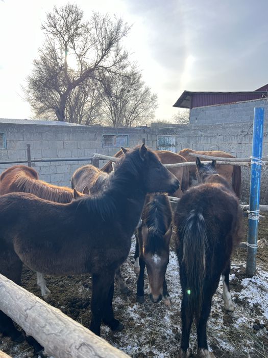 Жабагы тайлар сатылады еркек