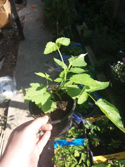 Мини джуджевидна  Малина , Къпина и жълта Малина