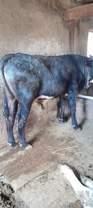 Продам бычков крупные