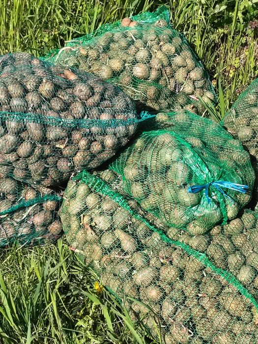 Cartofi de sămânță