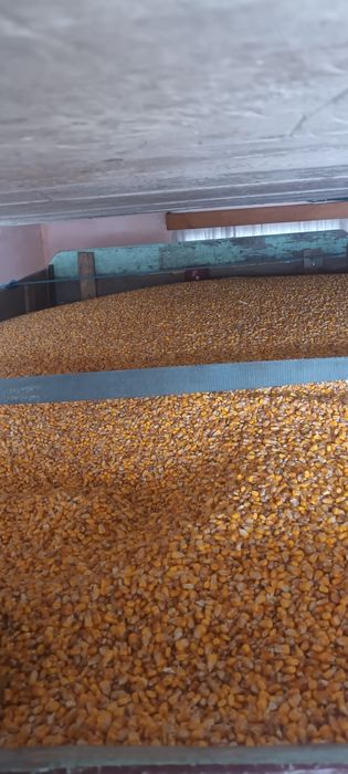 Vând graunte recent recoltate  !!