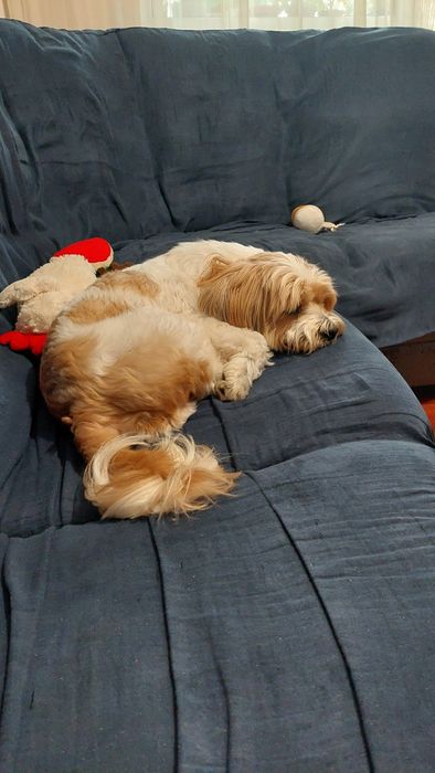 Pet sitter caini rasa mica