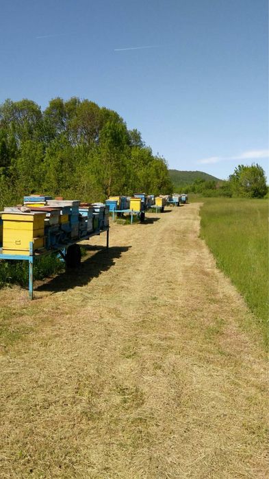 Пчелен мед реколта 2025 август