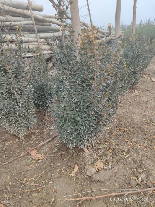 Куш тили шамшод сотилади