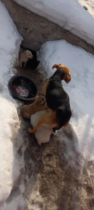 Отдам звонков в хорошие руки