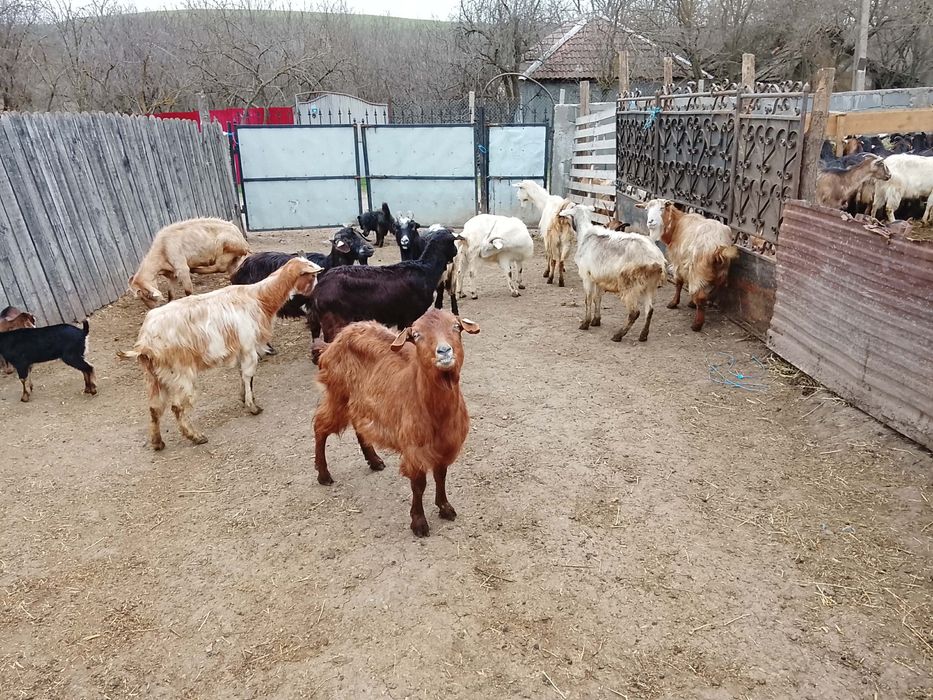 Vând capre de tăiere