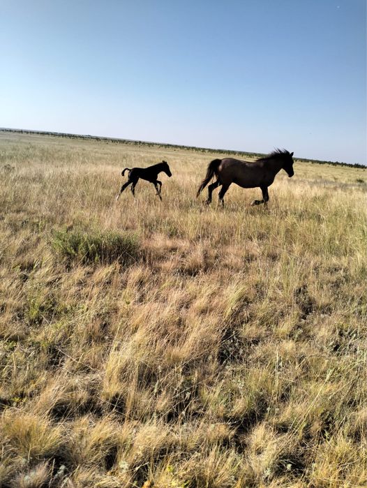 Продается 2 кобылы  с жеребятами