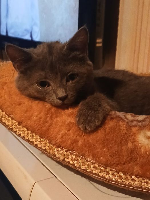 Очаровашка Лола в добрые руки!