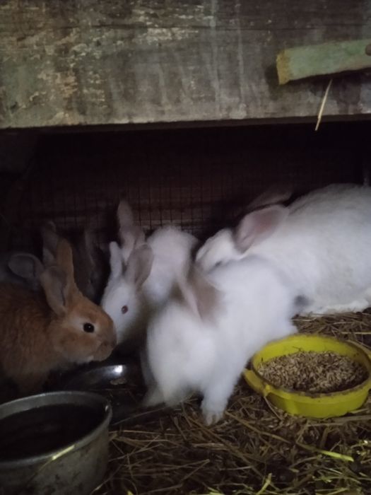 Продам кроликов..