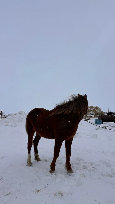 7-ми годовалый Жеребец