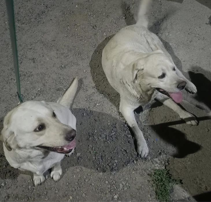 Лабродор Ретривер, щенок (5 месяцев),