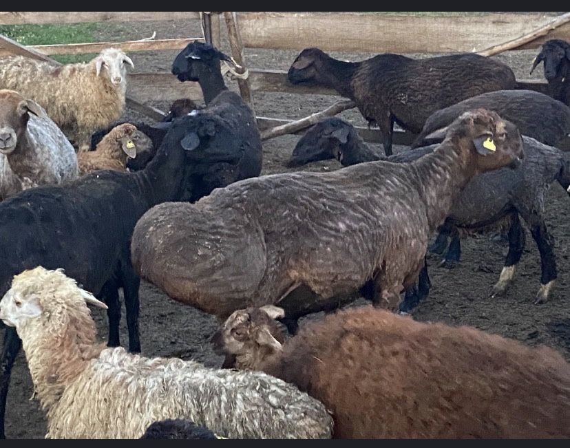 Продам кошкара возраст в май месяц