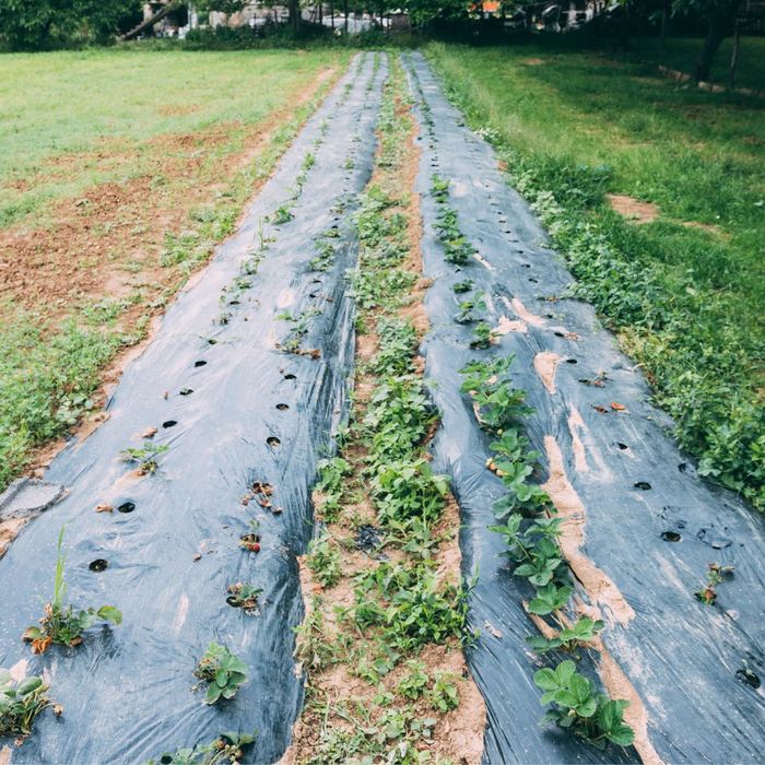 Folie mulcire neperforată Biocover 1,2 m, 15 microni, 40 mp