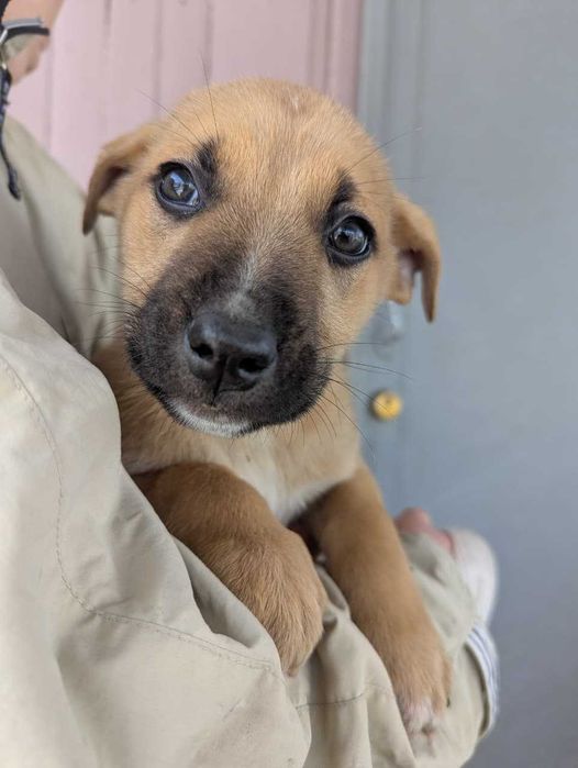 Щенки стафорда в дом