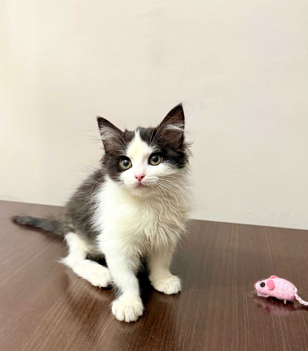 Котенок девочка ищет любящую семью