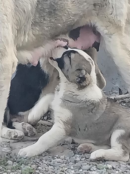 Кушик тобет щенок [самка]