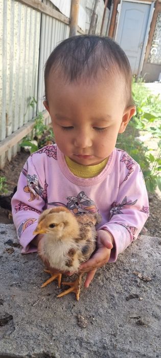 Тауық балапандары (цыплята)