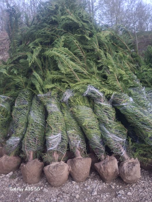 Vând tuia leylandii chiparos la oferta