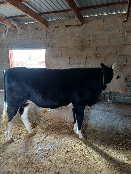 Бұқа сатылады...