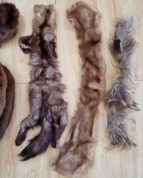 Шкурки   Шкурки   Шкурки