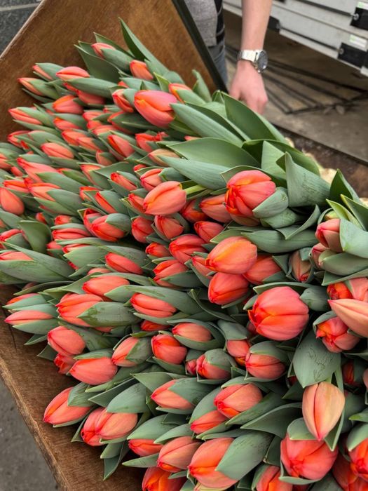 Тюльпаны талдыкорган