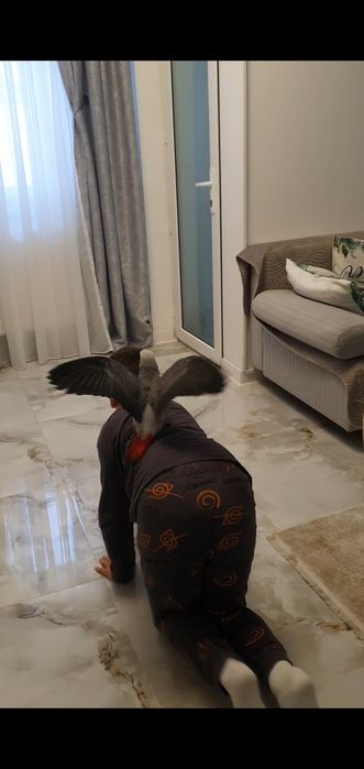 Papagal Jako(African gray) mascul 4 luni test ADN  foarte bland