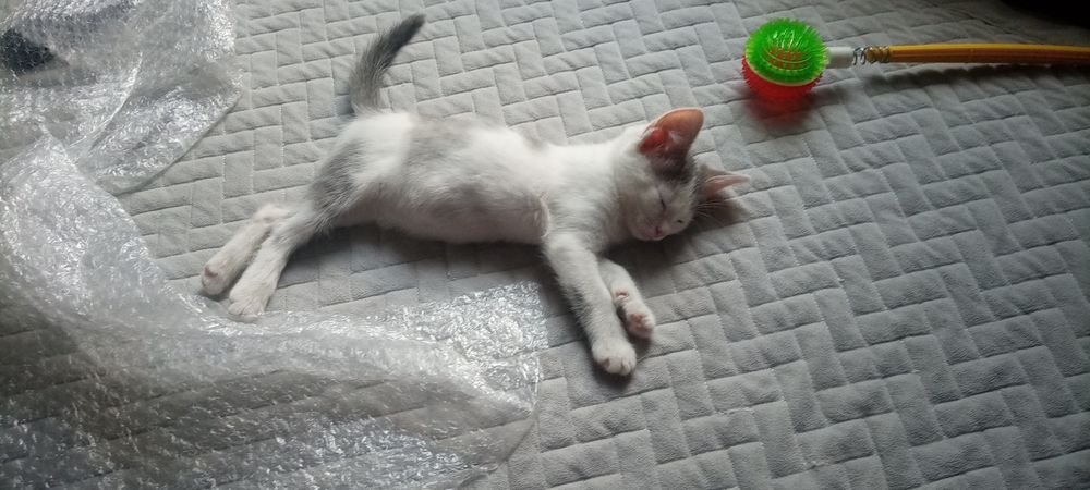 Отдам котенка бесплатно