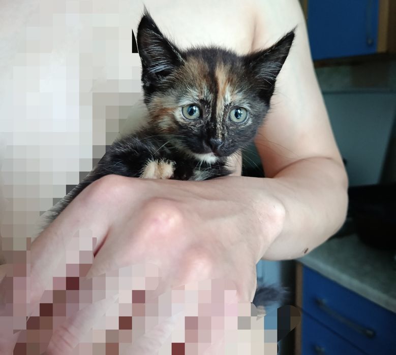 Отдам котят в добрые руки