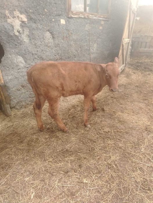 Продам телочку 2 месяца 3 недели