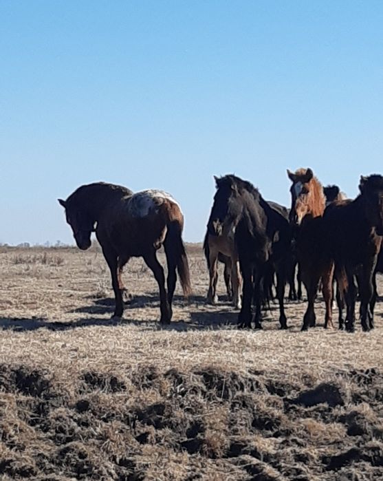 Продам жеребца на племя.