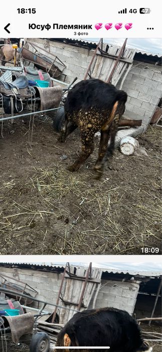 Продам срочно телочка полторашка срочнооо