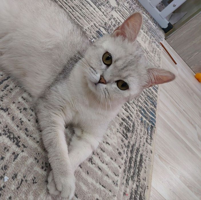 Продаются котята шотландские с окрасом серебристая шиншилла