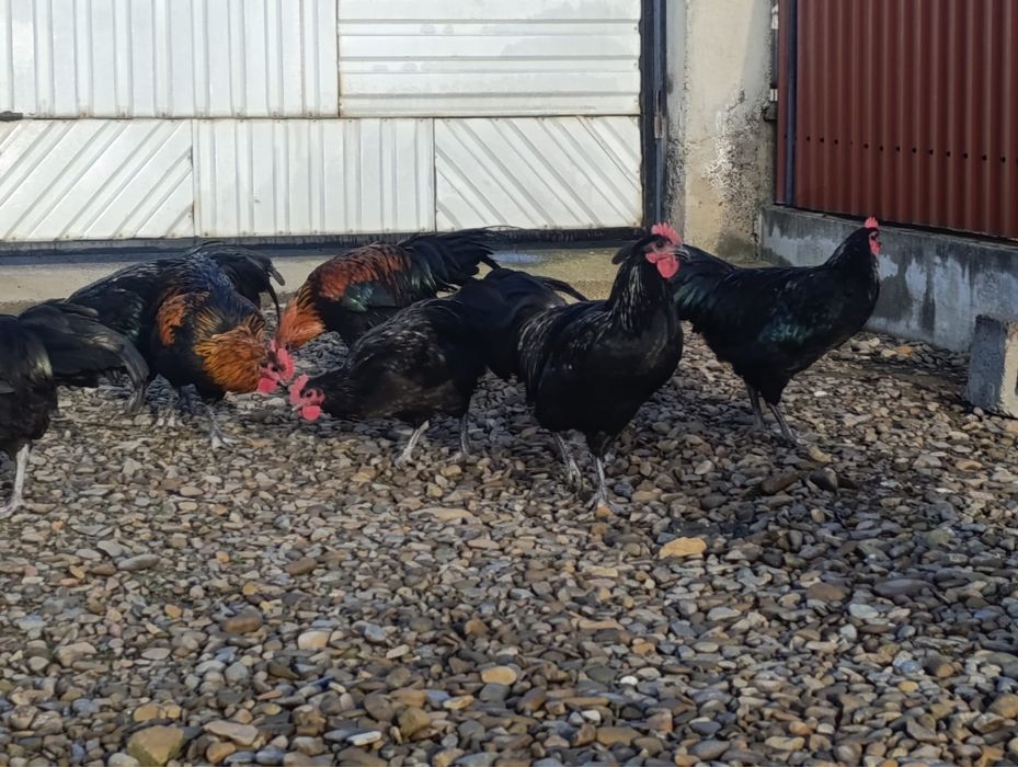 Vand cocosi Brahma portelan / cocosi Italieni