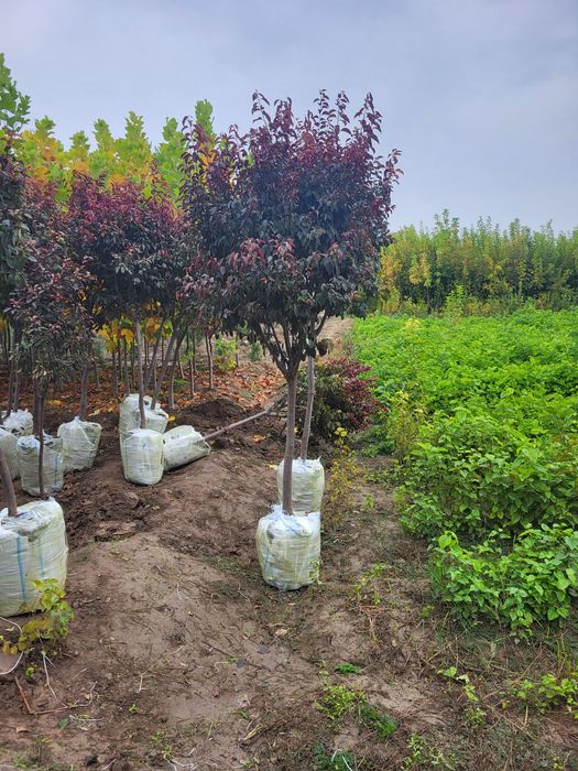 Разные декоративные деревья ёлки пальмы кусты и кустарники