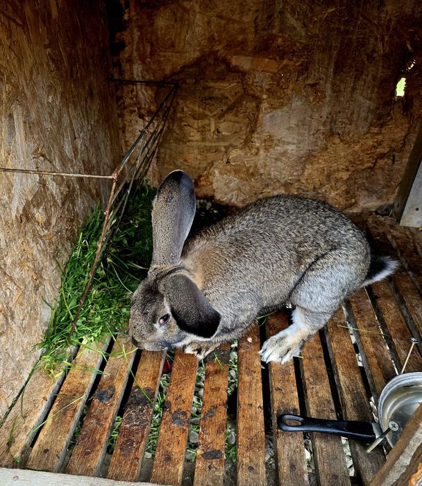 Iepuri de vânzare-sănătoși , crescuți natural.
