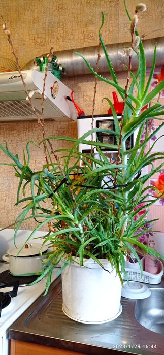 Лекарственные растения Алоэ