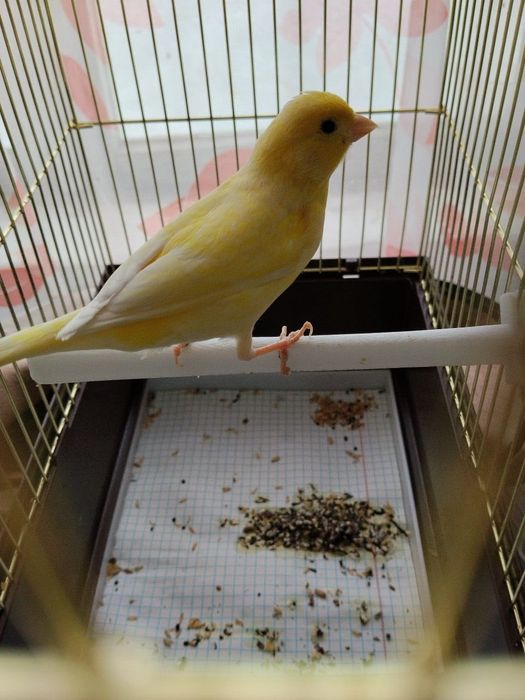 Канарейки парочкп