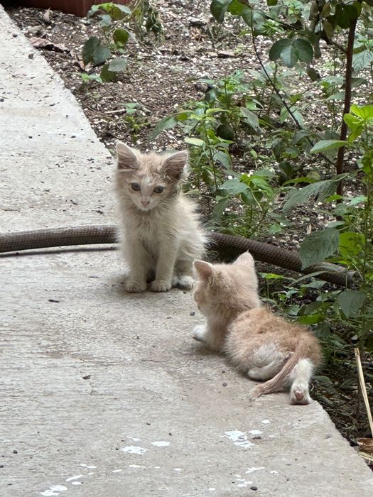 Отдам в добрые руки двух очаровательных котят