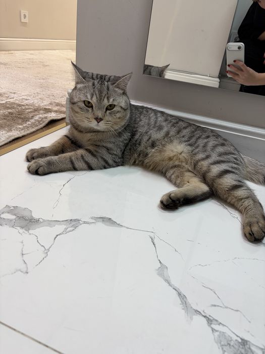 Отдас кота в хорошие руки  БЕСПЛАТНО