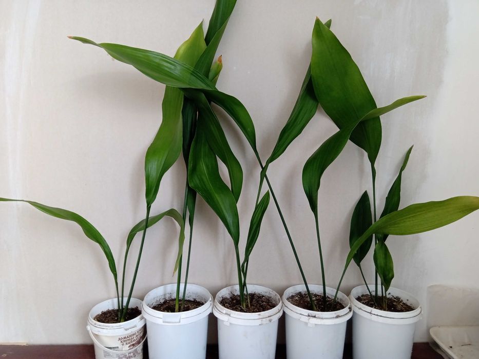 Семейно щастие,Смокини,Цезалпиния-Жълта райска птица.